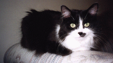 Cat Photo Goes Here